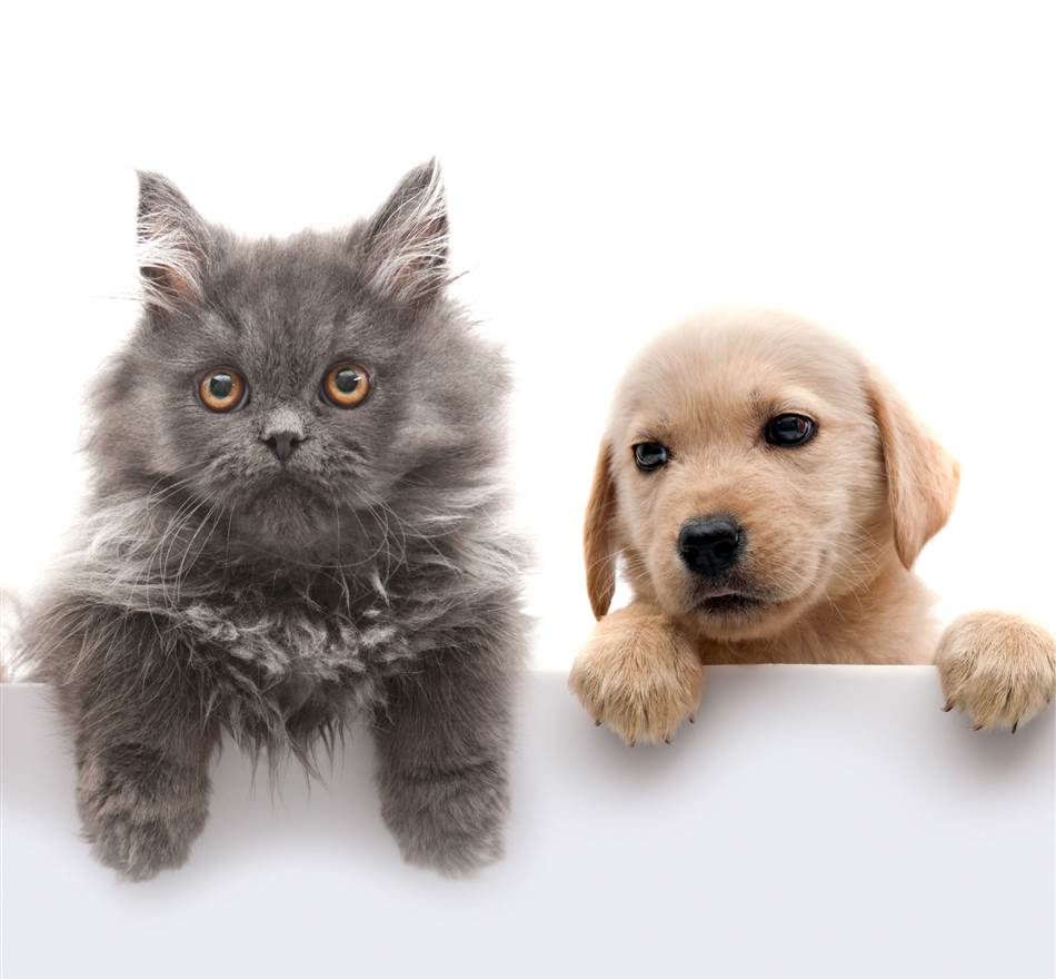 Pets Accessories